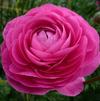 Ranunculus Aviv 'Pink' 