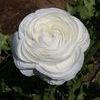 Ranunculus Aviv 'White' 