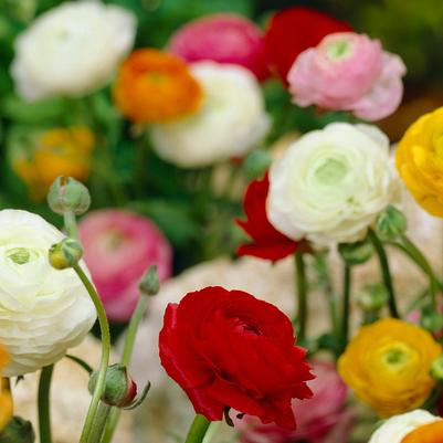 Ranunculus Aviv 'Mixture' 