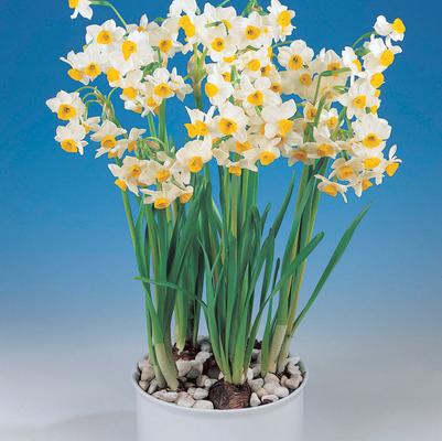 Narcissi Tazetta 'Paperwhite Chinese Sacred Lily' 