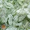 Caladium Fancy Leaf 'Candidum' (Ships in Spring) 