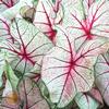 Caladium Fancy Leaf 'White Queen' (Ships in Spring) 