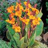 Canna Tall 'Pretoria' (Ships in Spring) 