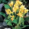 Canna Tall 'Yellow King Humbert' (Ships in Spring) 