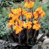 Canna Tall 'Wyoming' (Ships in Spring) 