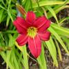 Hemerocallis rebloomer 'Little Business' (Ships in Spring) 