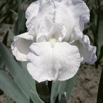 Iris Germanica 'Immortality' 