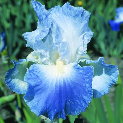 Iris Germanica 'Clarence' 