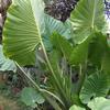 Alocasia Upright 'Odora' (Macrorrhiza) (Ships in Spring) 