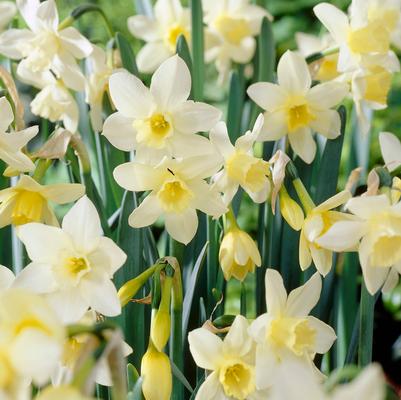 Narcissi Miniature 'Pueblo' 