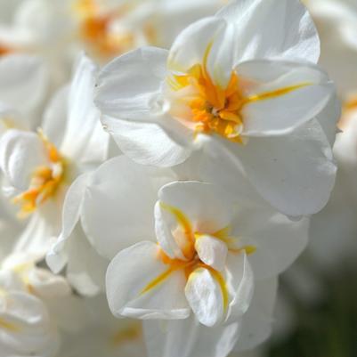 Narcissi Bunch Flowering 'Sir Winston Churchill' 