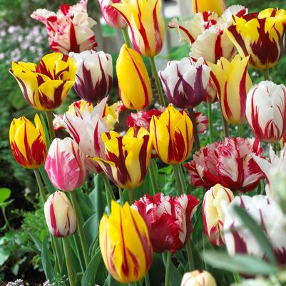 Tulipa Single Late 'Rembrandt Mixture' 