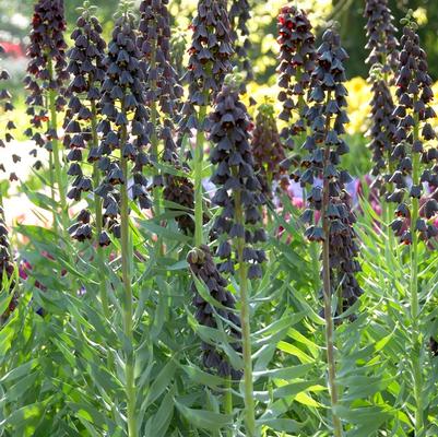 Fritillaria Imperialis 'Persica' 