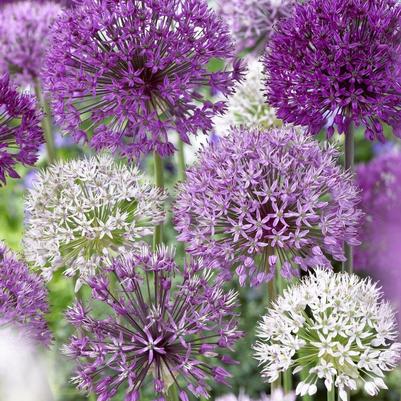 Allium Giant 'Mixture' 