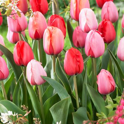 Tulipa Darwin Hybrid 'Impression Mixture' 