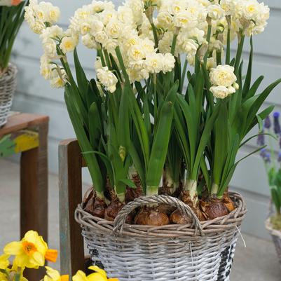 Narcissi Tazetta 'Paperwhite Erlicheer' 