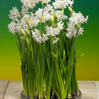 Narcissi Tazetta 'Paperwhite Galilea' 