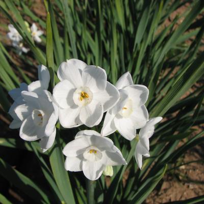 Narcissi Tazetta 'Paperwhite Inbal' 