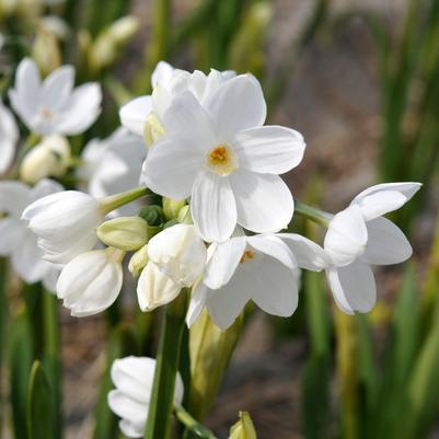 Narcissi Tazetta 'Paperwhite Nir' 