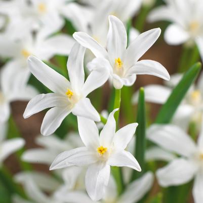 Chionodoxa 'Luciliae Alba' 