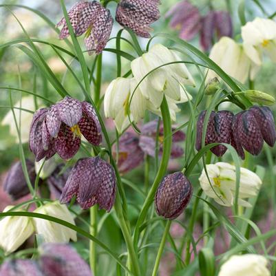 Fritillaria Meleagris 'Mixture' 