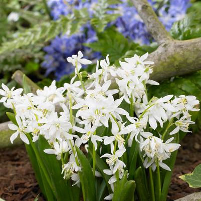 Scilla Siberica 'Alba' 