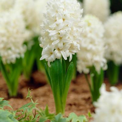 Hyacinthus Orientalis 'White Pearl' 