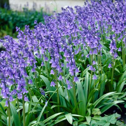 Hyacinthoides Hispanica 'Blue' 