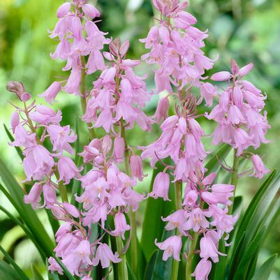 Hyacinthoides Hispanica 'Pink' 