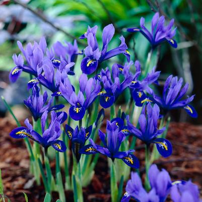 Iris Miniature 'Reticulata Harmony' 