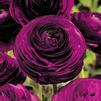 Ranunculus Aviv 'Purple' 