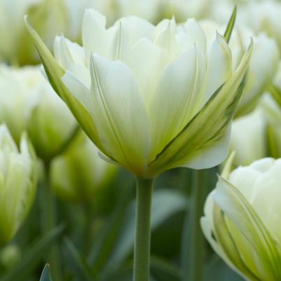 Tulipa Emperor 'Exotic Emperor' 