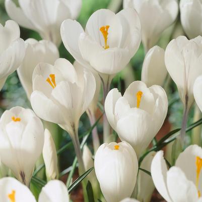 Crocus Large Flowering 'Peter Pan' 