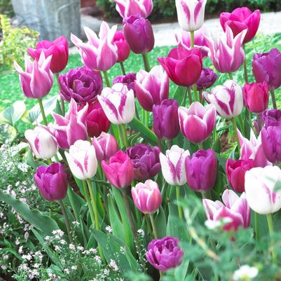 Tulipa Long-lasting 'Blue Ribbon Mixture' 