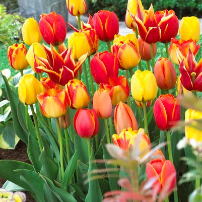 Tulipa Long-lasting 'Fire Glow Mixture' 