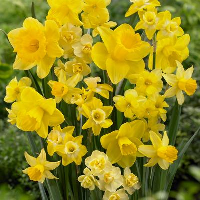 Narcissi Long-lasting 'Amsterdam Mixture' 