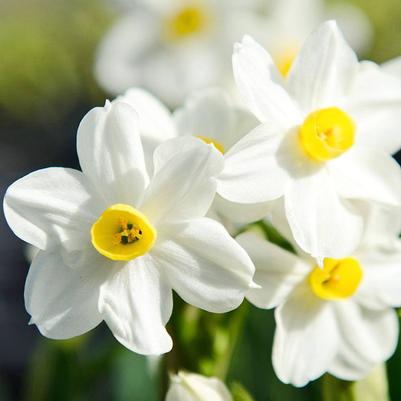 Narcissi Tazetta 'Paperwhite Wintersun' 