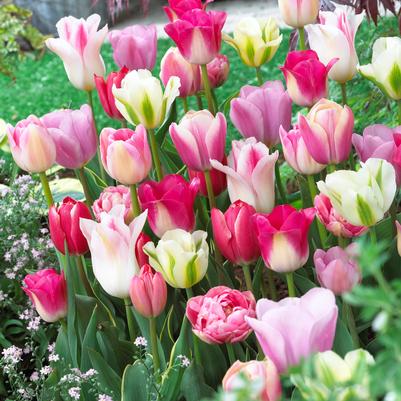 Tulipa Long-lasting 'Sweet Pink Mixture' 