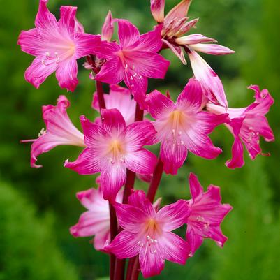 Amaryllis 'Belladonna Pink' 