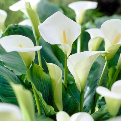 Calla 'Aethiopica' 