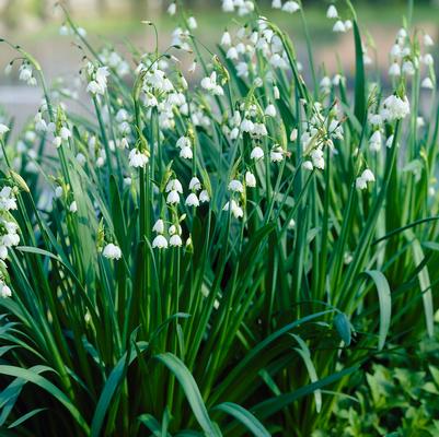 Leucojum 'Gravity Giant' 