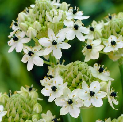 Ornithogalum 'Arabicum' 