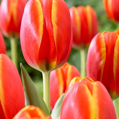 Tulipa Darwin Hybrid 'World's Favorite' 