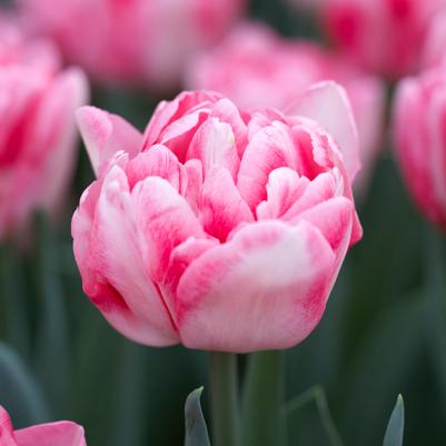 Tulipa Double Mid 'Foxtrot' 