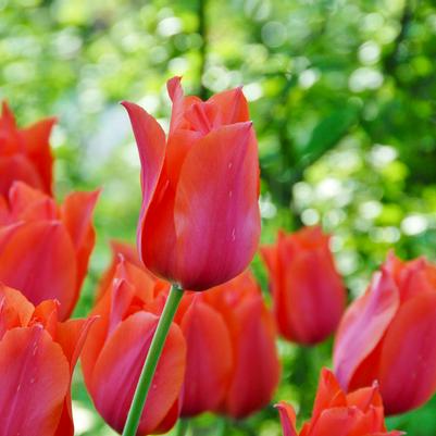 Tulipa Single Late 'Temple of Beauty' 