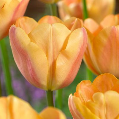 Tulipa Triumph 'Apricot Foxx' 