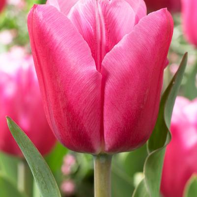 Tulipa Triumph 'Jumbo Pink' 