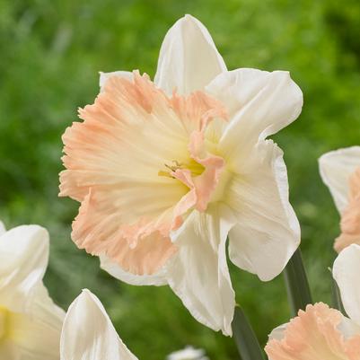 Narcissi Trumpet 'British Gamble' 