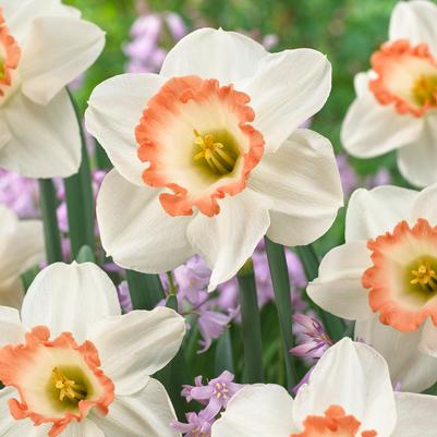 Narcissi Large Cupped 'Pink Charm' 