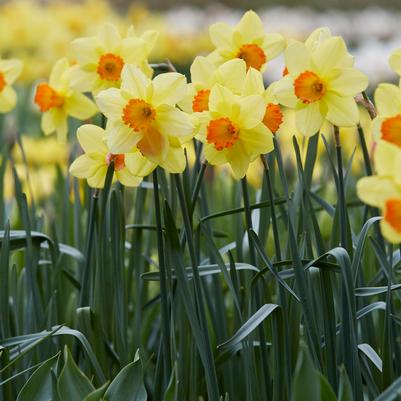 Narcissi Small Cupped 'Red Devon' 